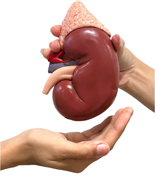 Kidney Transplant