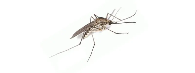 World Malaria Day 2018
