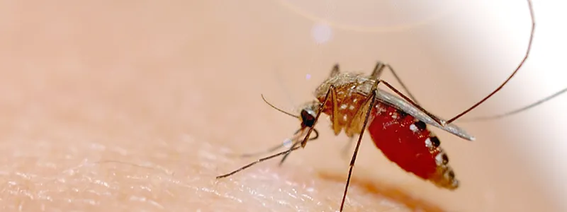 Public Health Alert: Rising Chikungunya Cases in Karachi