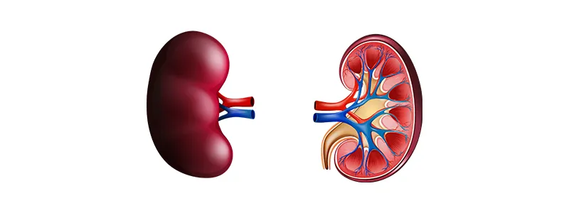 World Kidney Day – Kidney Health for All